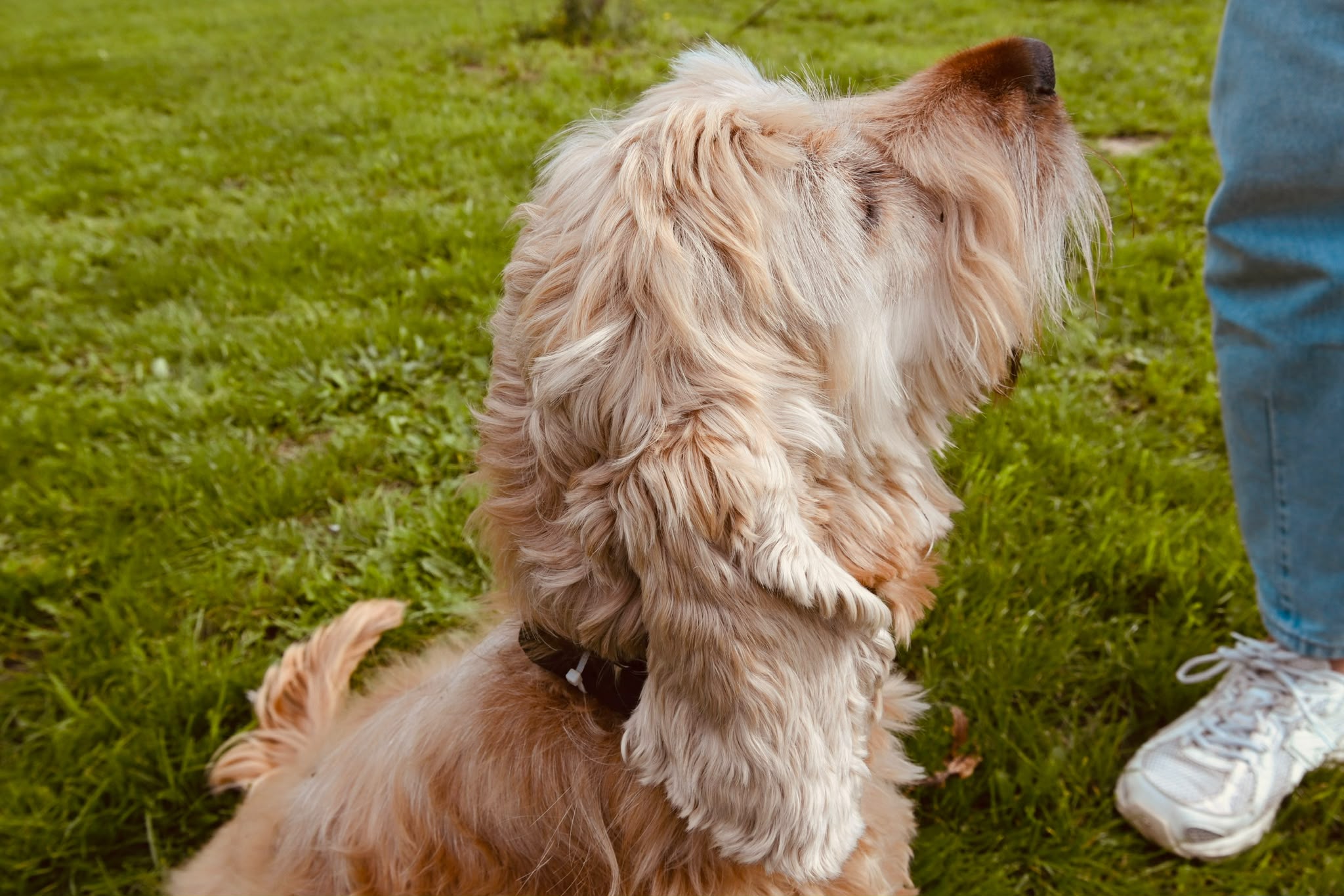 Hond kijkt op in een grasveld